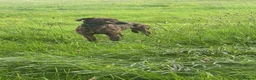 Mixed Breed dogs for sale: Saluki whippet bull greyhound  - Advert 1