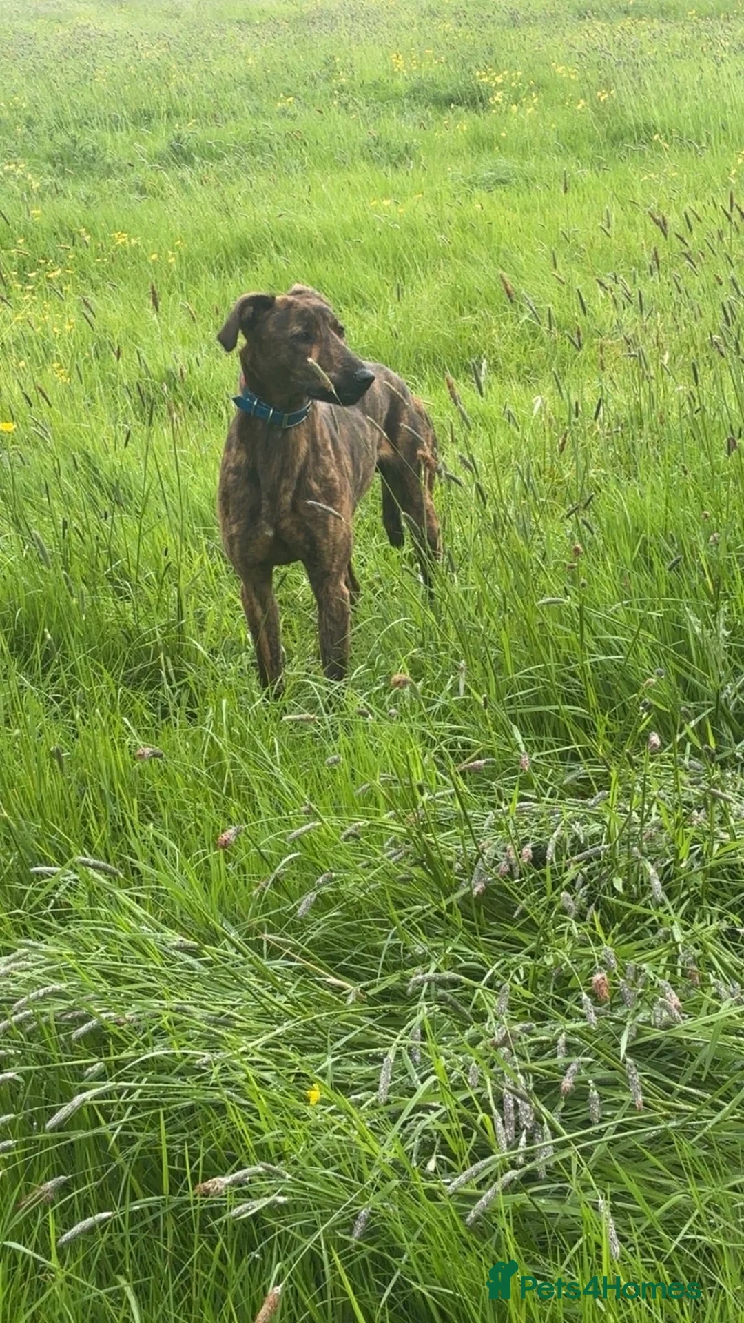 Mixed Breed dogs for sale: Saluki whippet bull greyhound  - Advert 1