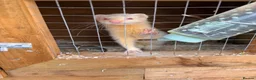 Ferret rodents for sale: 8 ferrets for sale  - Advert 7