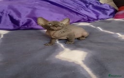 Sphynx cats for sale: 2 male & 4 female canadian sphynx looking for home - Image 4