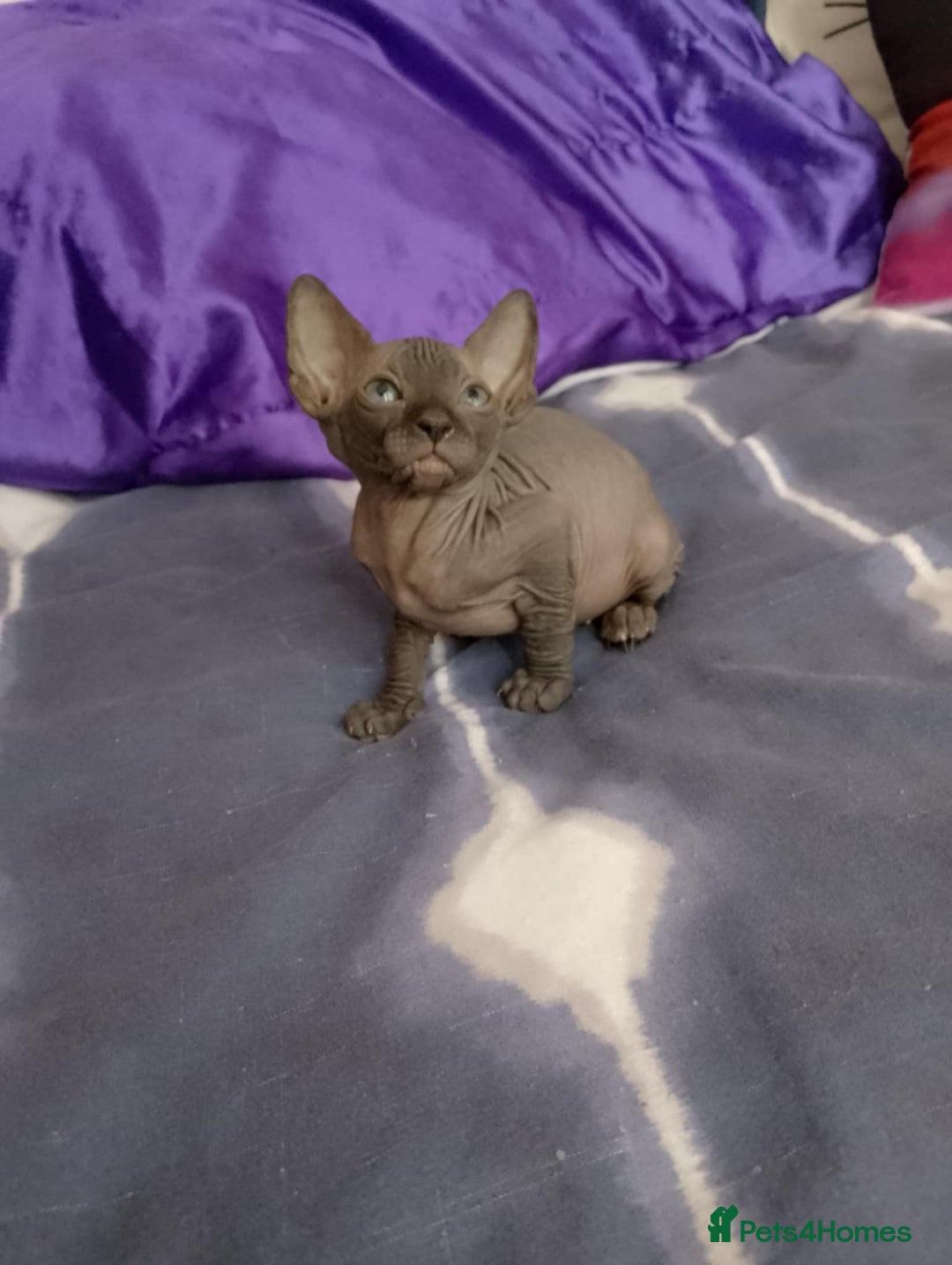 Sphynx cats for sale: 2 male & 4 female canadian sphynx looking for home - Image 4