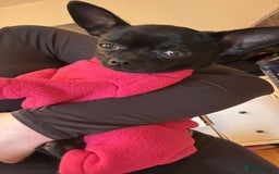 Chihuahua dogs for sale: Beautiful chihuahua Pups for sale  - Image 11