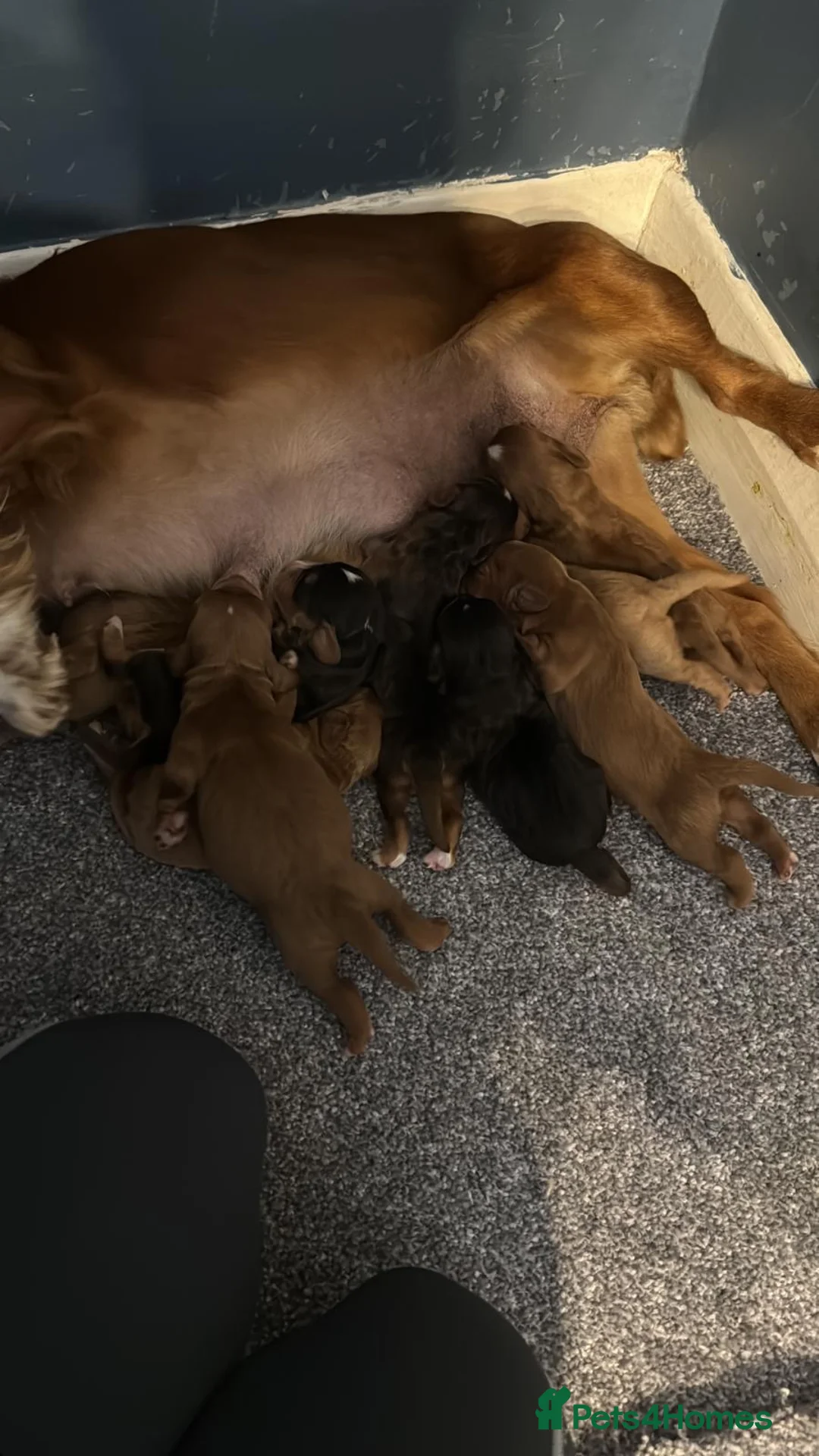 Cockapoo dogs for sale: 9 beautiful f1b cockapoo puppies!! in Stoke-on-Trent - Advert 11