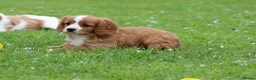 Cavapoo dogs for sale: Beautiful Cavapoo puppies for sale - Advert 11
