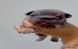 French Bulldog dogs for sale: French bulldog **  - Image 7