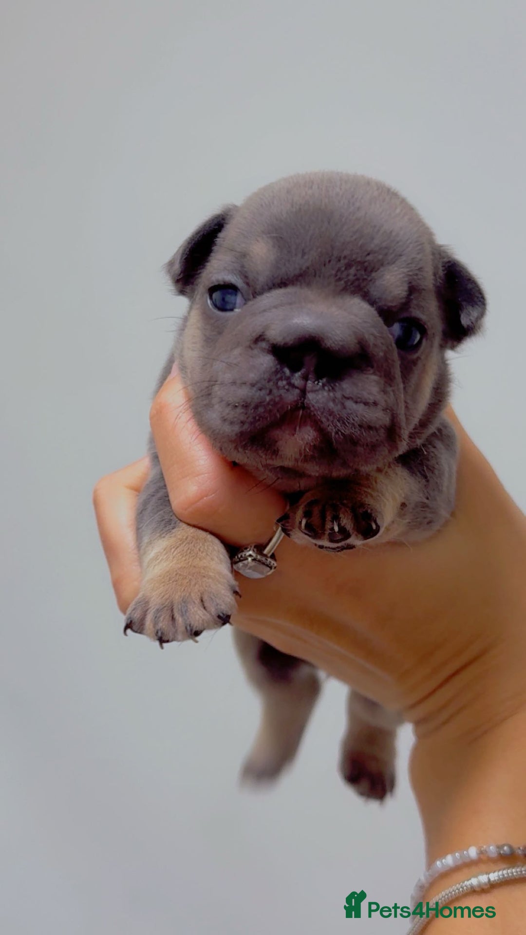 French Bulldog dogs for sale: French bulldog **  - Image 7