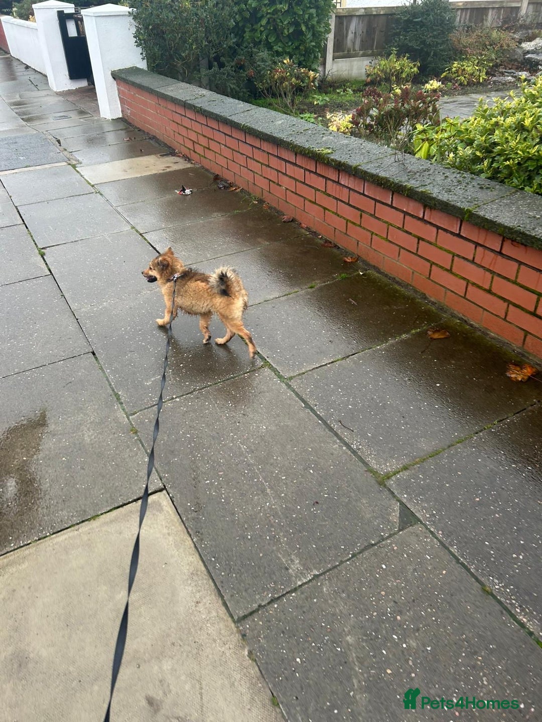 Mixed Breed dogs for sale: *RESERVED* 6 month old Pomeranian mix,m - Advert 3