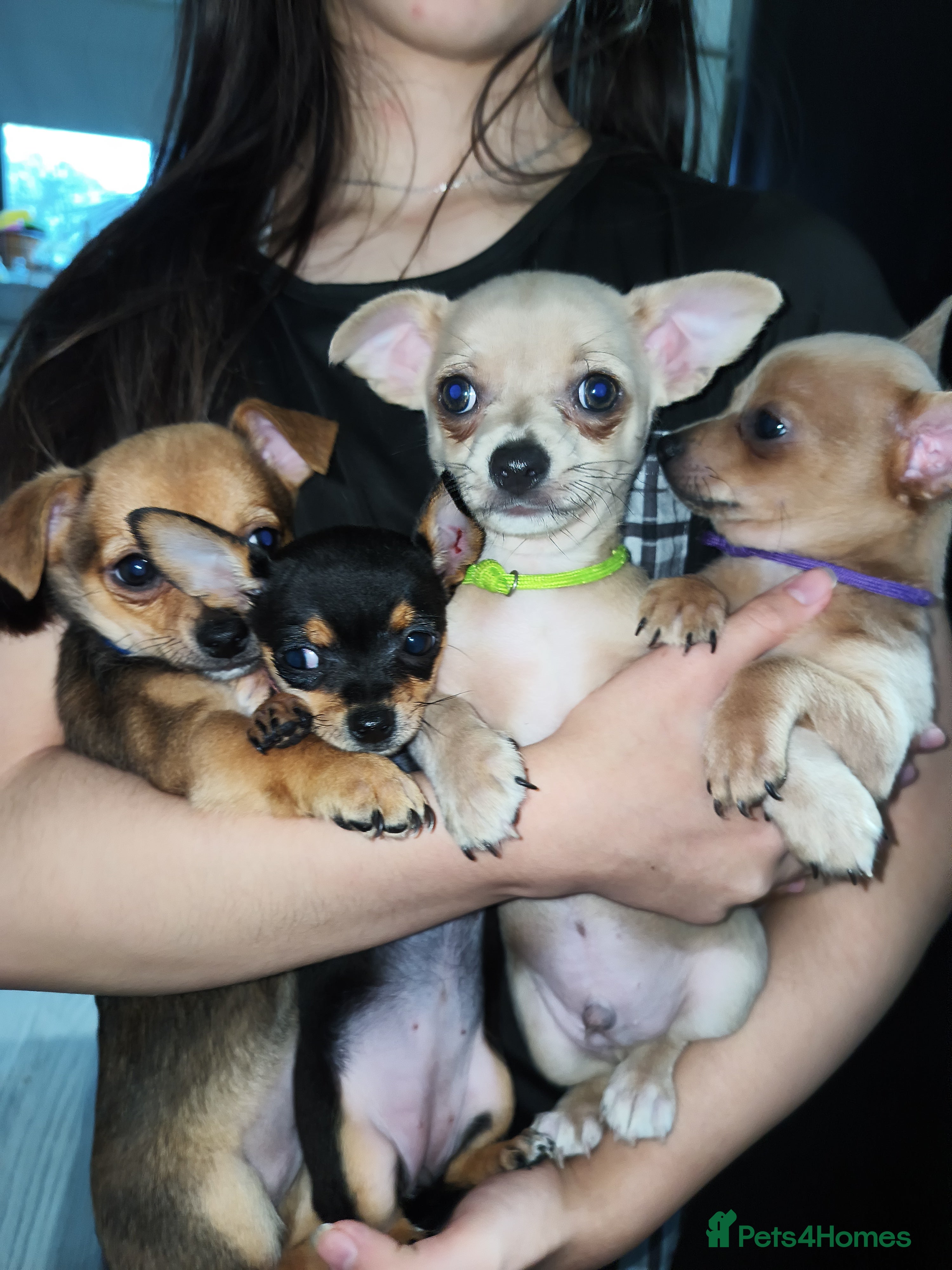 Chihuahua dogs 🐾Beautiful Xmas Day Chihuahua Puppies-Ready Now🐾 - Advert 3