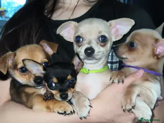 Chihuahua dogs 🐾Beautiful Xmas Day Chihuahua Puppies-Ready Now🐾 - Advert 2