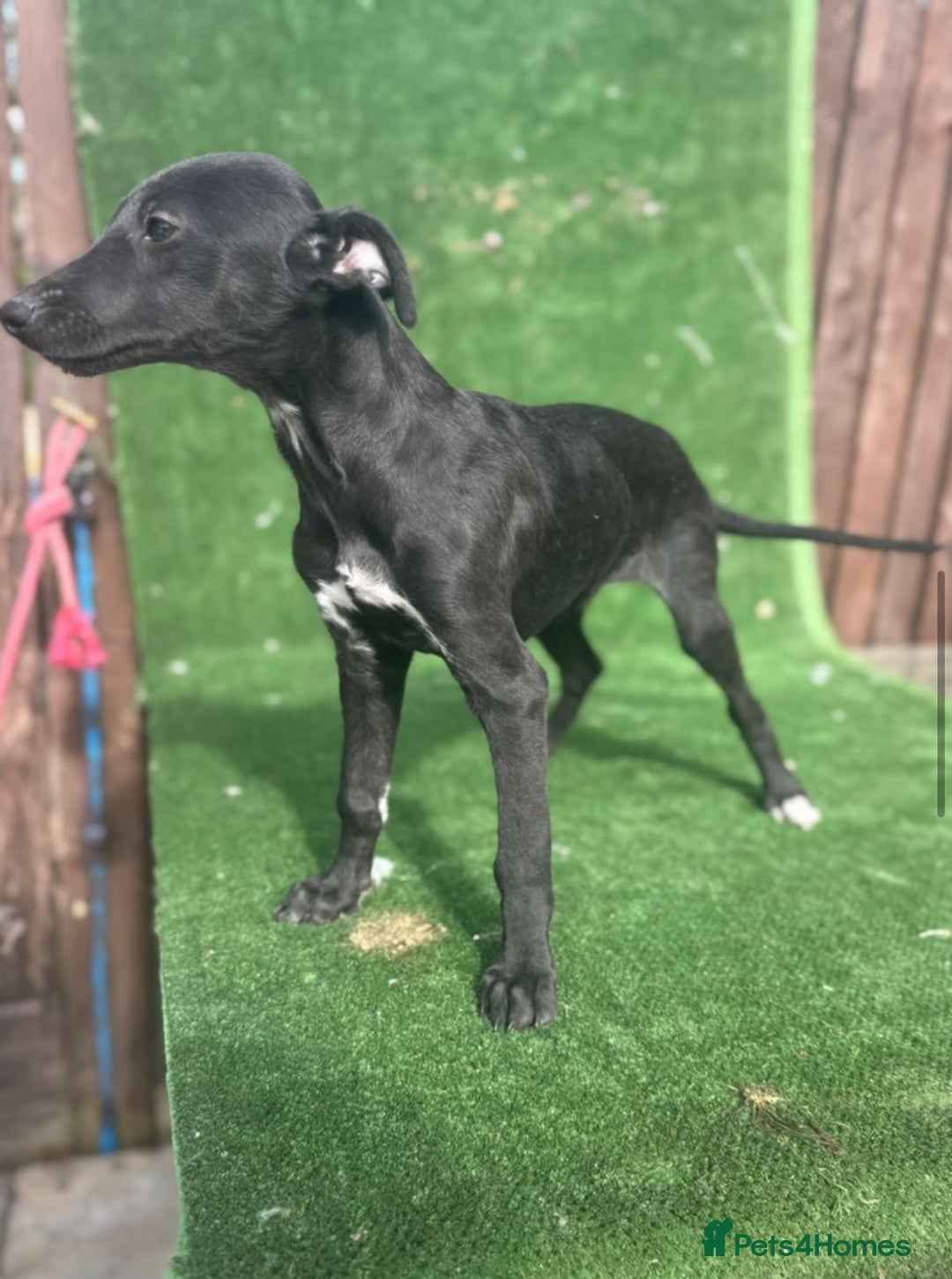 Whippet dogs for sale: Top quality whippet puppies - Image 17