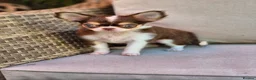 Chihuahua dogs for sale: Amazing Longcoat Apple head Chihuahua Puppies  - Advert 21