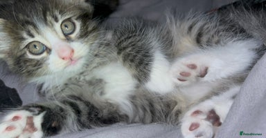 Mixed Breed cats - Advert 5