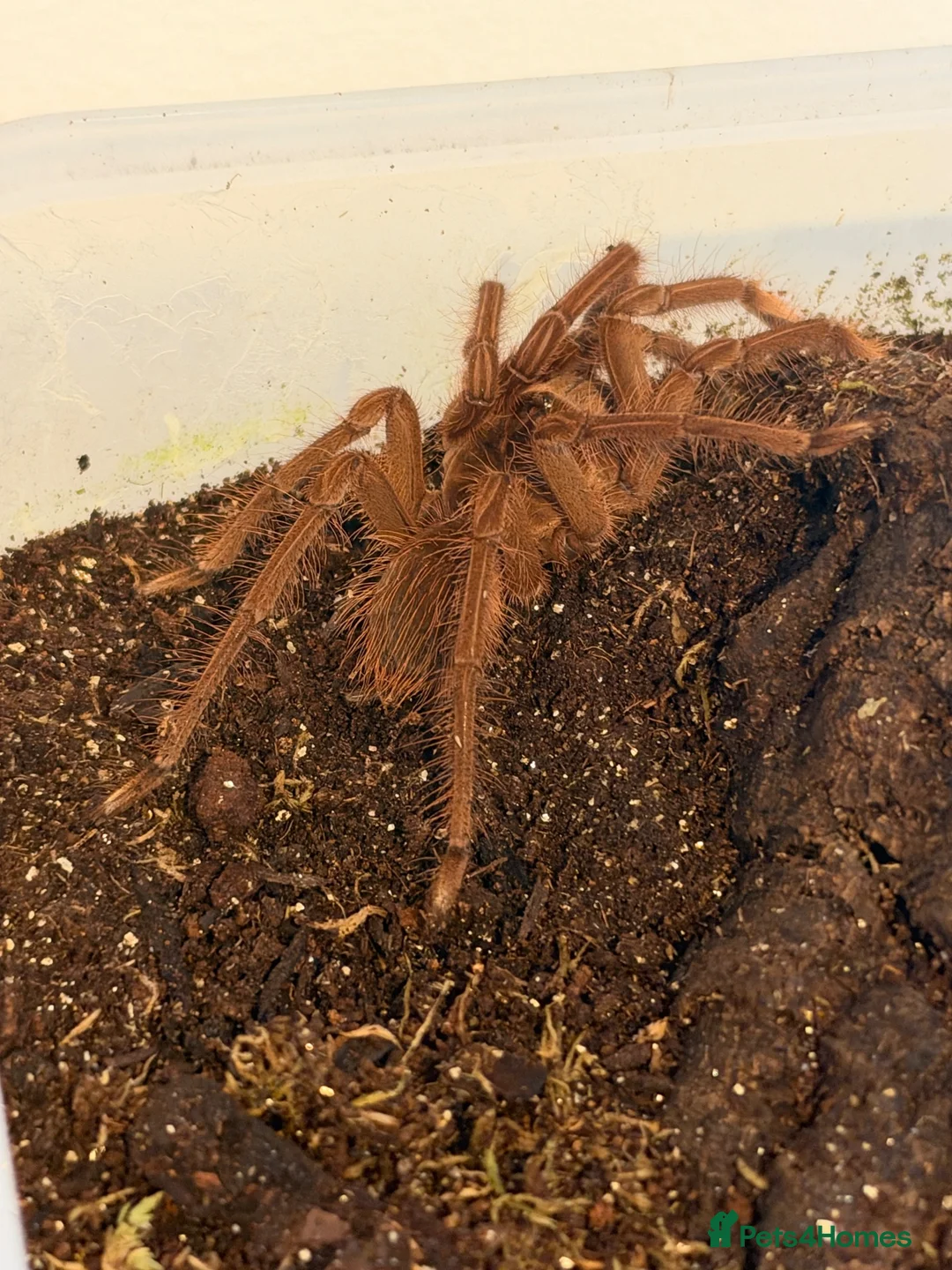 Spiders invertebrates for sale: Burgundy Goliath Birdeater Spider - Advert 2