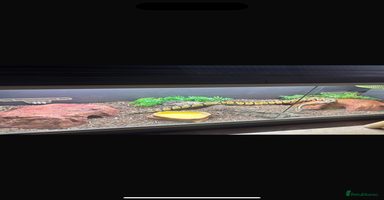 Python Snake reptiles - Advert 3