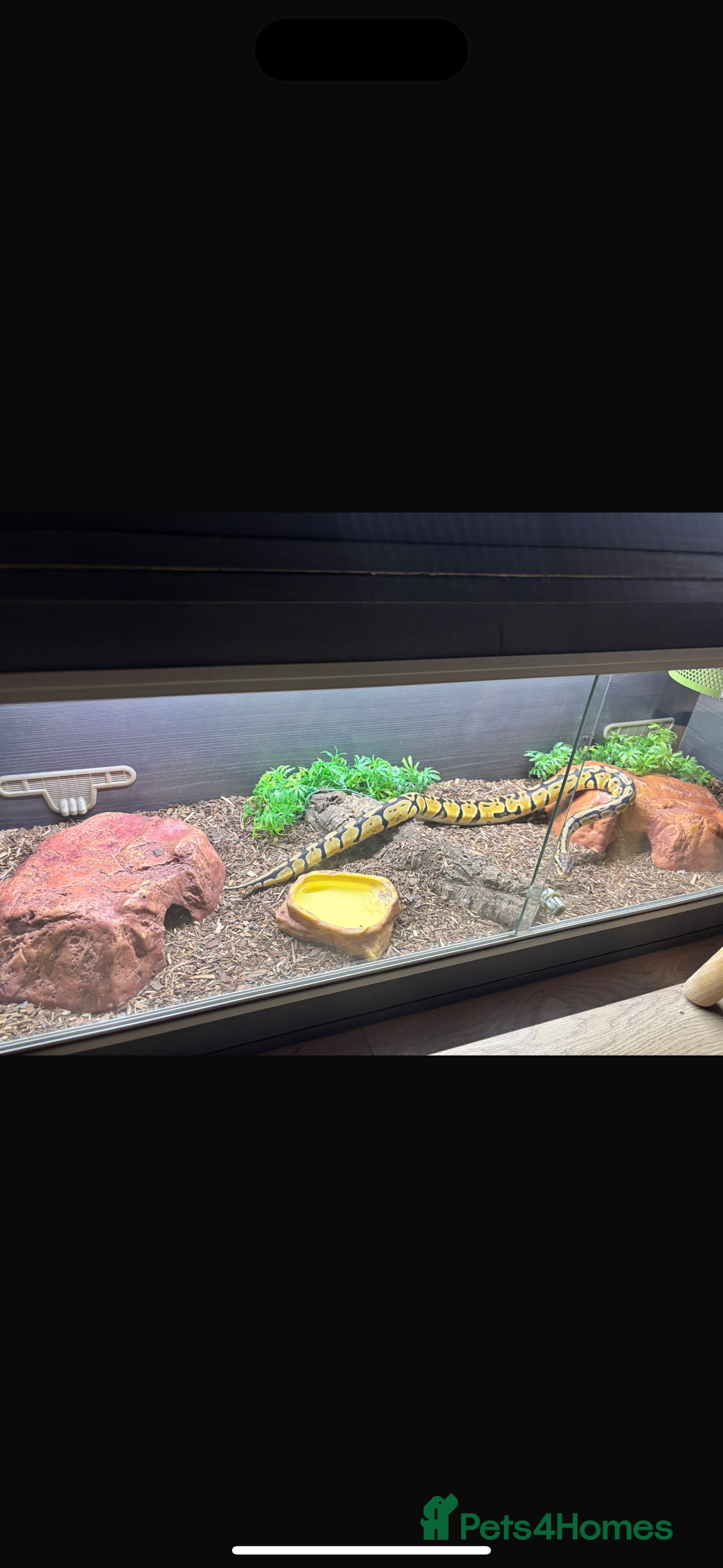 Python Snake reptiles for sale: Ball python for sale  - Image 2