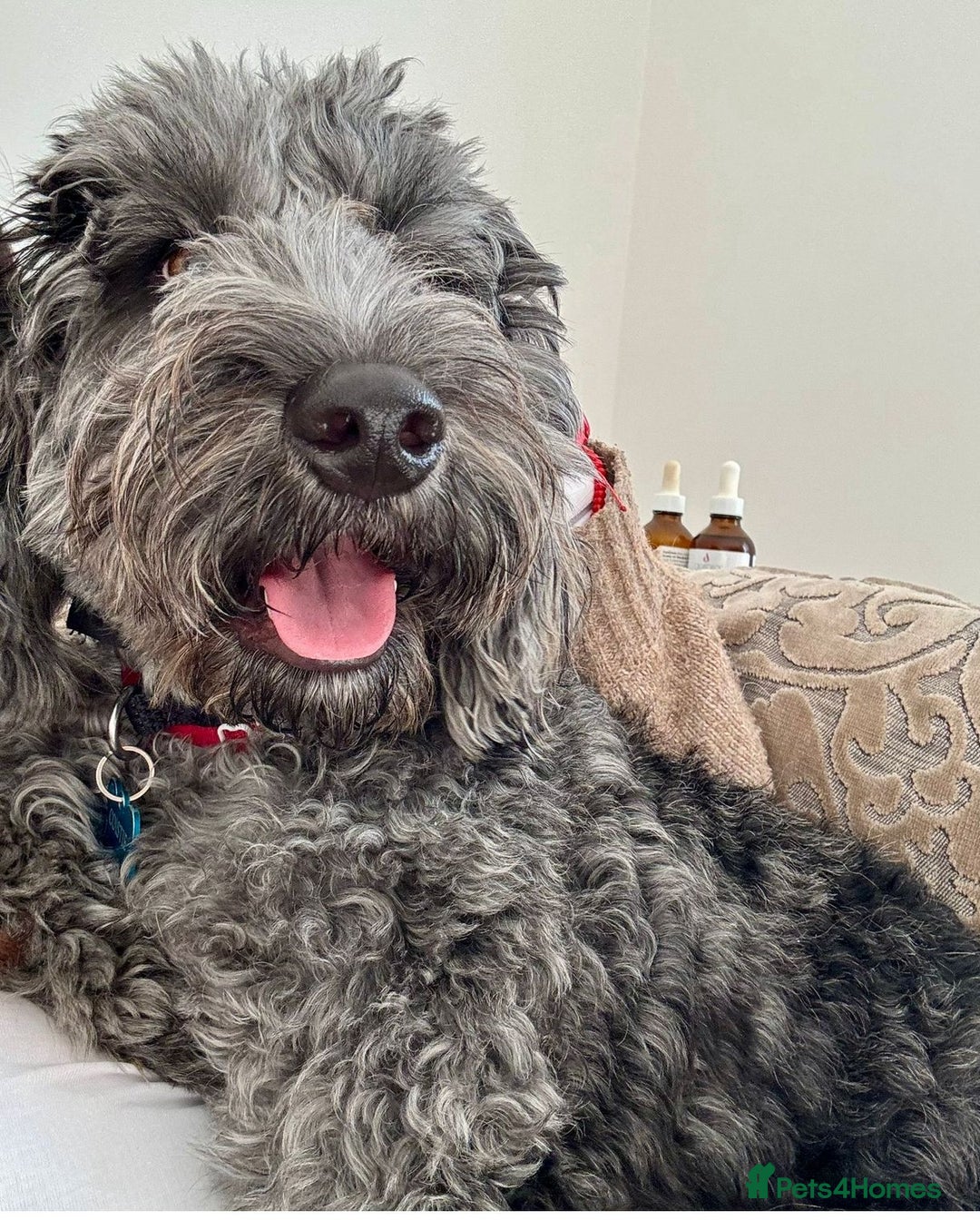 Poodle dogs for sale: Superb cocker poo black silver merle  - Advert 2