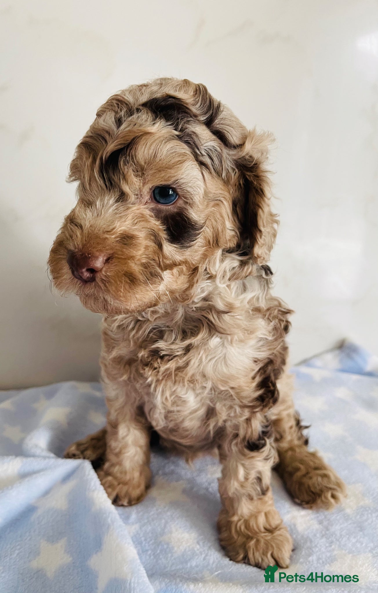 Cockapoo dogs Fully DNA tested cockapoo one boy remaining  - Advert 1