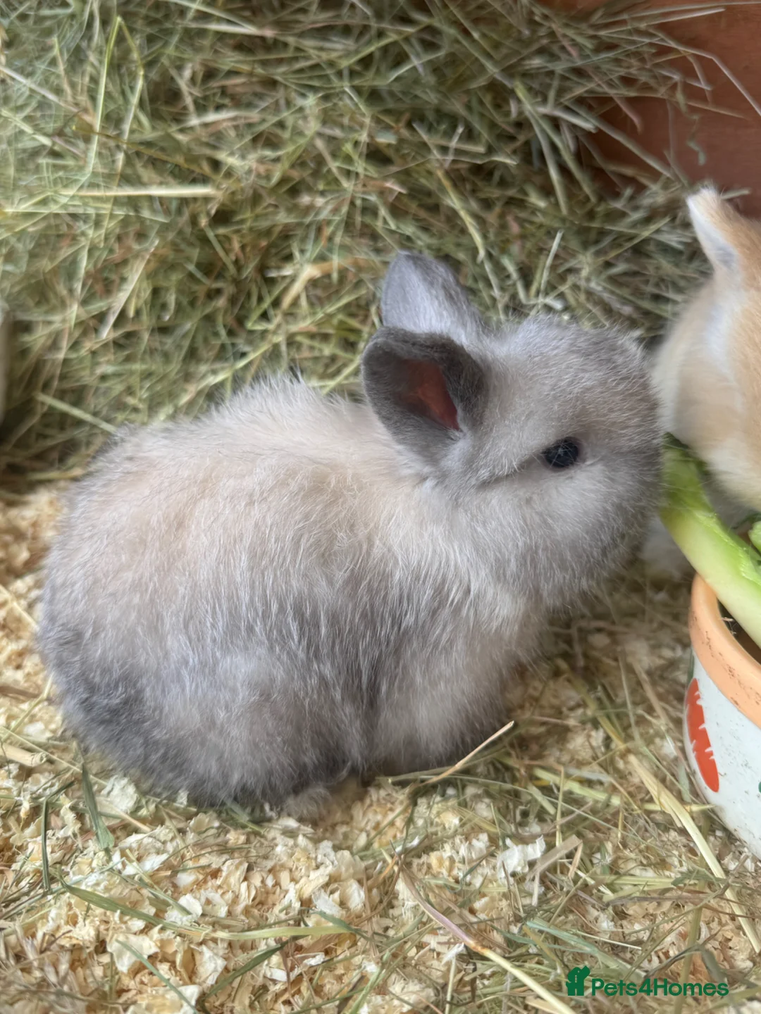 Mini Lop rabbits for sale: Beautiful mini lop rabbits  - Advert 7