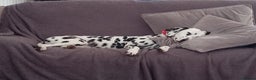 Dalmatian dogs for sale: Dalmatian puppies for sale - Advert 3