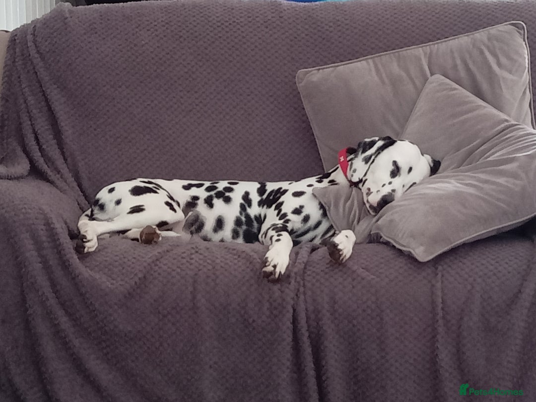 Dalmatian dogs for sale: Dalmatian puppies for sale - Advert 3