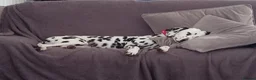 Dalmatian dogs for sale: Dalmatian puppies for sale - Advert 3