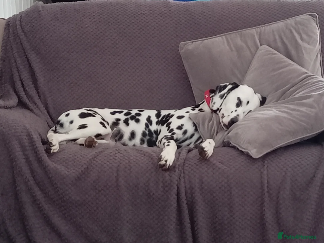 Dalmatian dogs for sale: Dalmatian puppies for sale - Advert 3