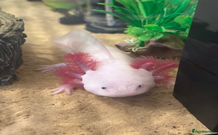 Axolotl reptiles - Advert 1