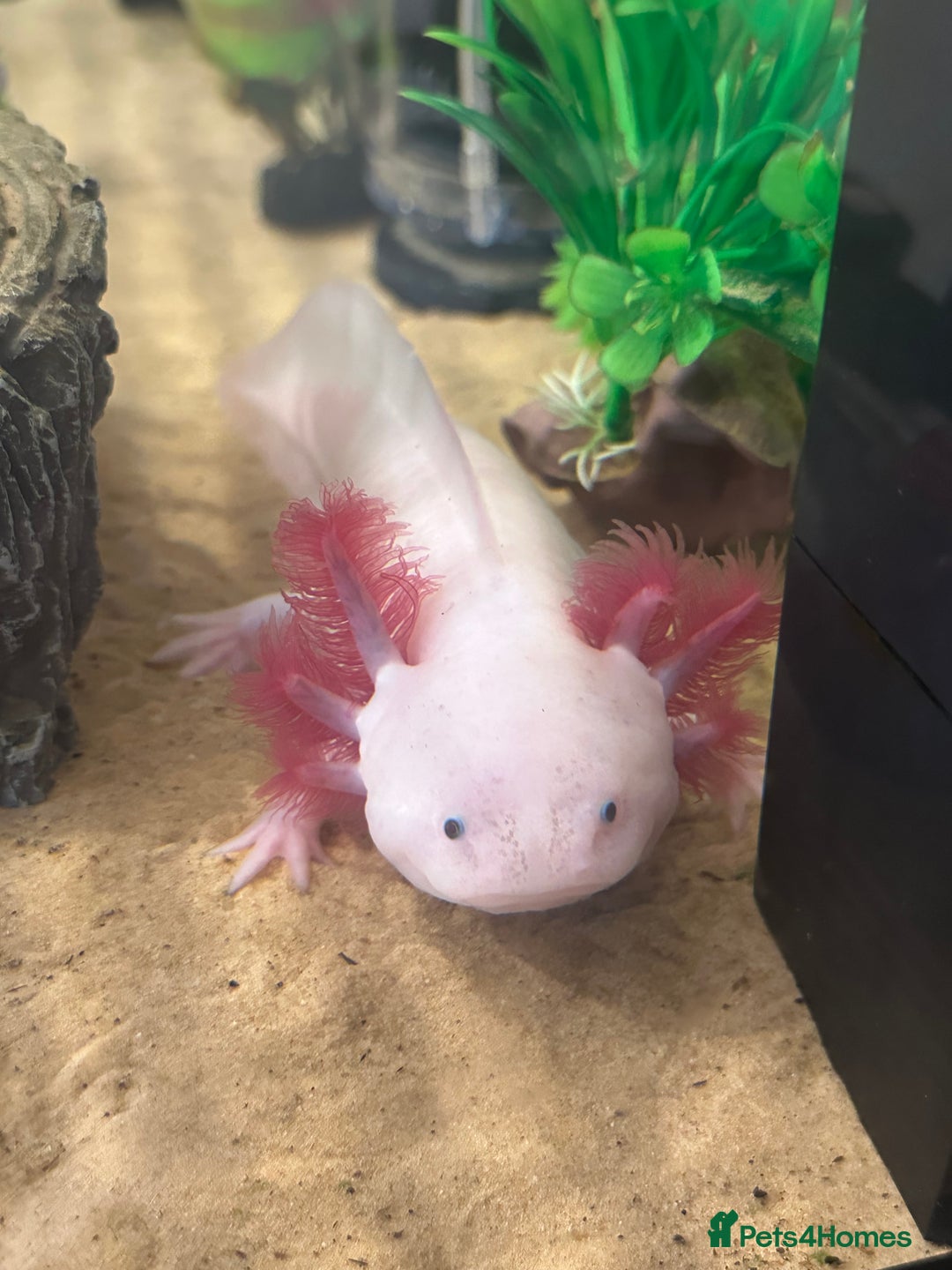 Axolotl reptiles for sale: Axolotl  - Image 1