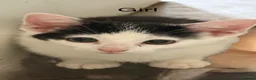 Mixed Breed cats for sale: 5 gorgeous kittens ready now - Advert 6