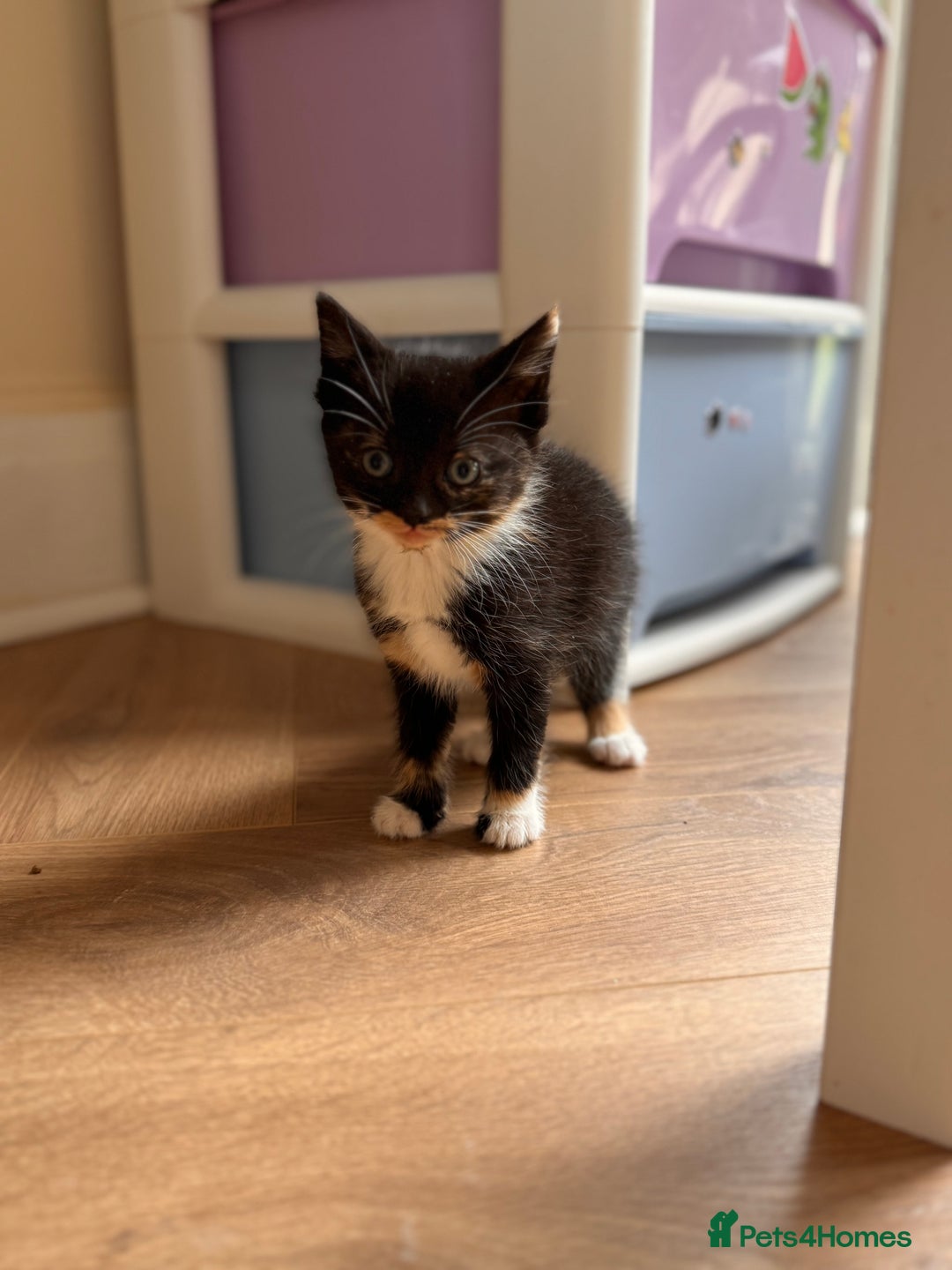 Mixed Breed cats for sale: Kittens ready now  - Advert 6
