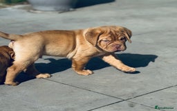 Dogue De Bordeaux dogs for sale: 🐾 Dogue de Bordeaux – Chunky True type- Ready 🐾 - Image 12