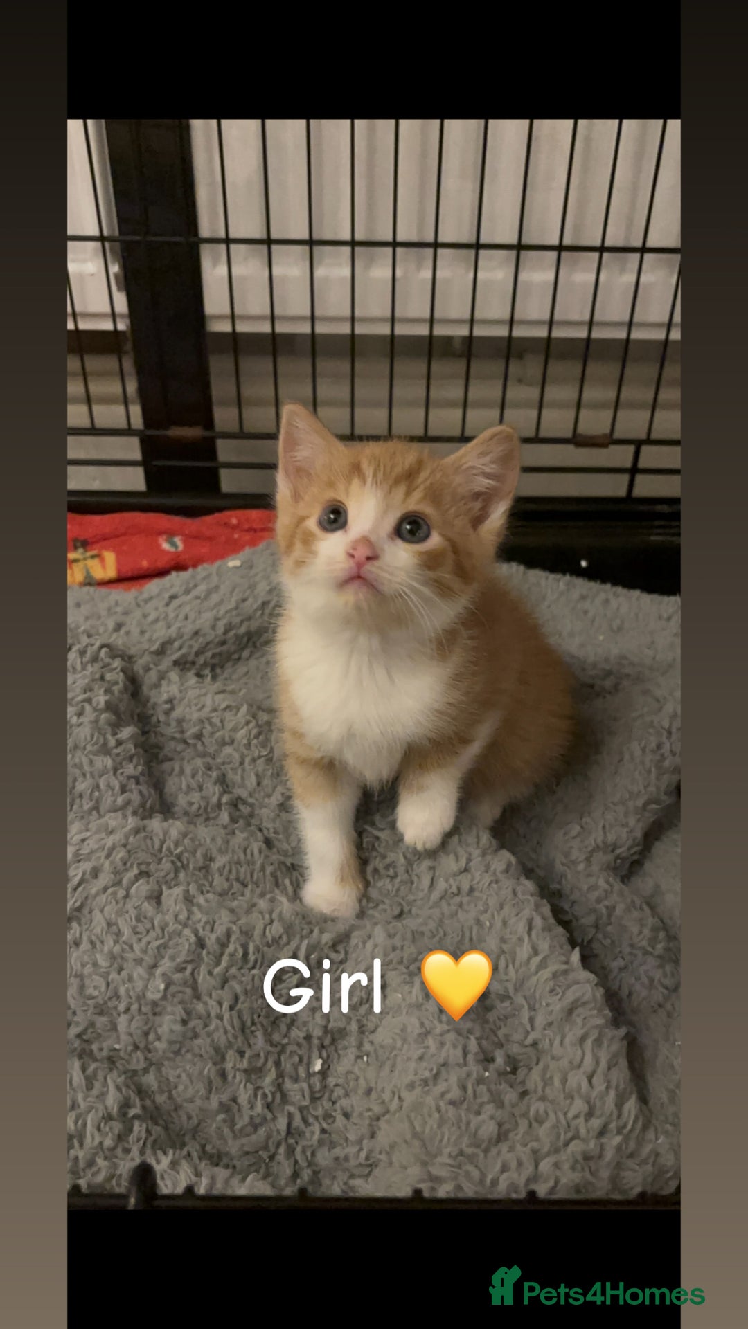 Mixed Breed cats for sale: 8 week old kittens - Advert 4