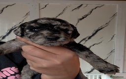 Cockapoo dogs for sale: Stunning Merle cockapoos - Image 28