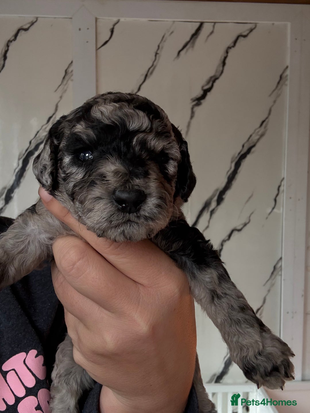 Cockapoo dogs for sale: Stunning Merle cockapoos - Image 28