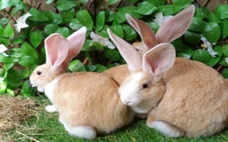 Continental Giant rabbits for sale: PURE Continental Giants Vaccinated 3 in 1 READY   - Image 5
