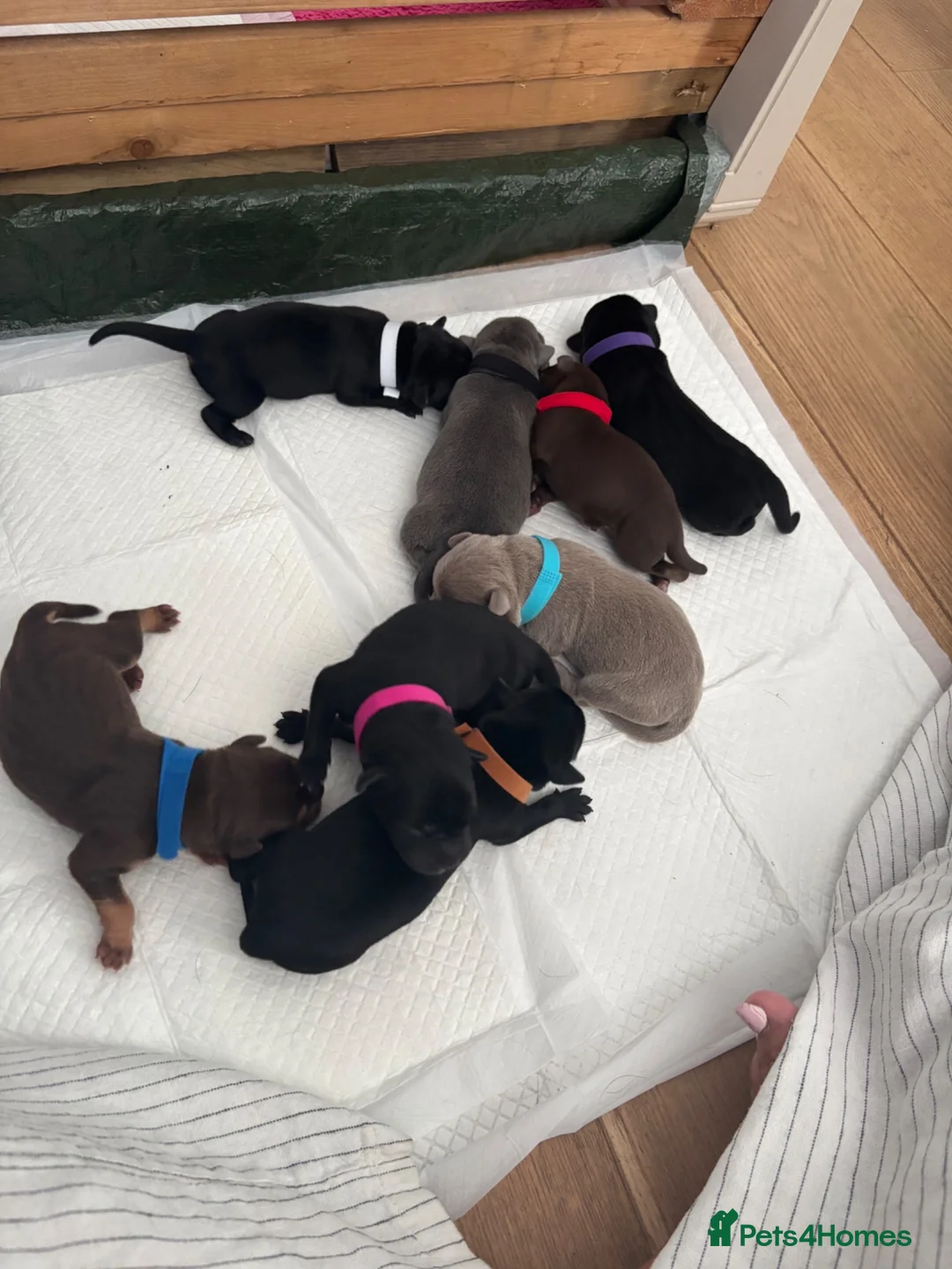 Mixed Breed dogs for sale: 8 puppies for sale  - Advert 1