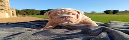 English Bulldog dogs for sale: 2 stunning males from the world famous Mr muscle  - Advert 16