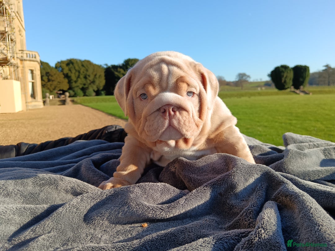 English Bulldog dogs for sale: 2 stunning males from the world famous Mr muscle  - Advert 16