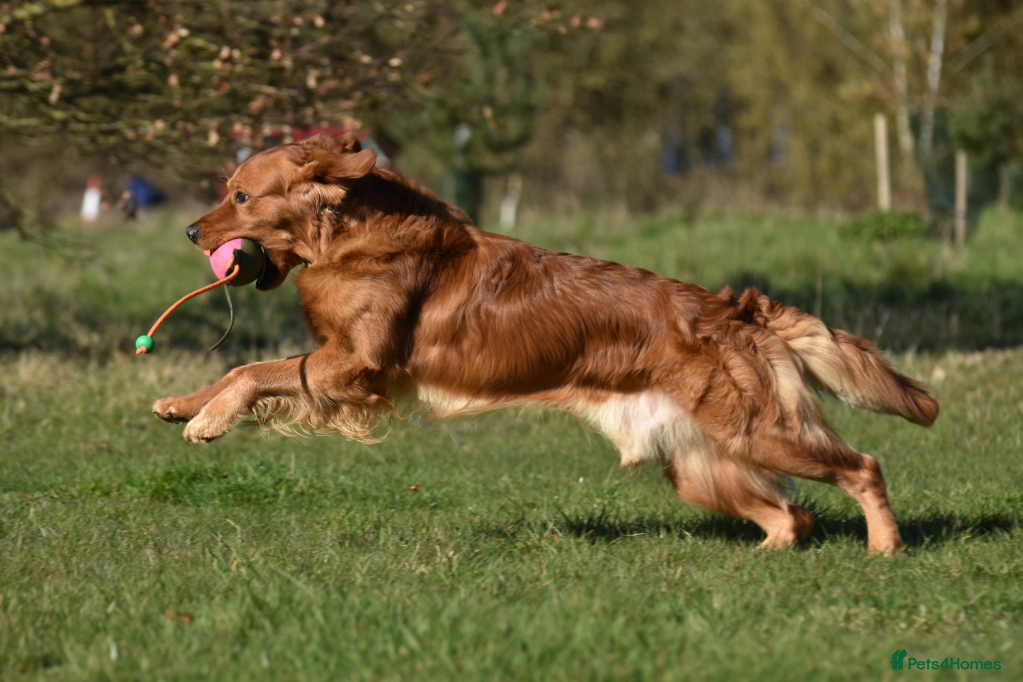 Golden Retriever dogs Fully Health Tested Show/Working Golden Retriever  - Advert 3