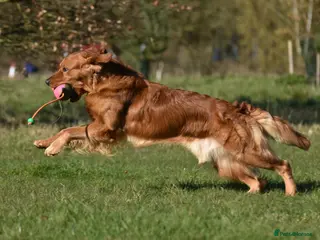 Golden Retriever dogs Fully Health Tested Show/Working Golden Retriever - Advert 3