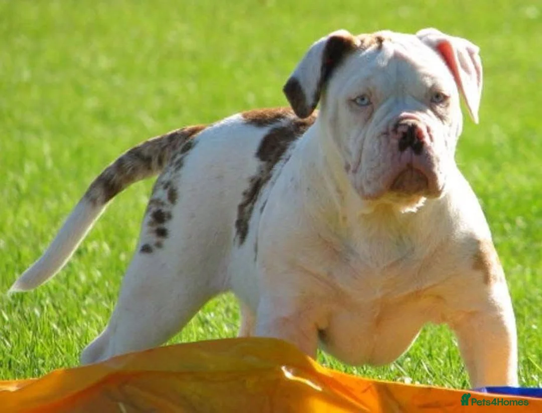 Alapaha Blue Blood Bulldog dogs for sale: SUPERB PICK OF LITTER PUP 5***** - Advert 13