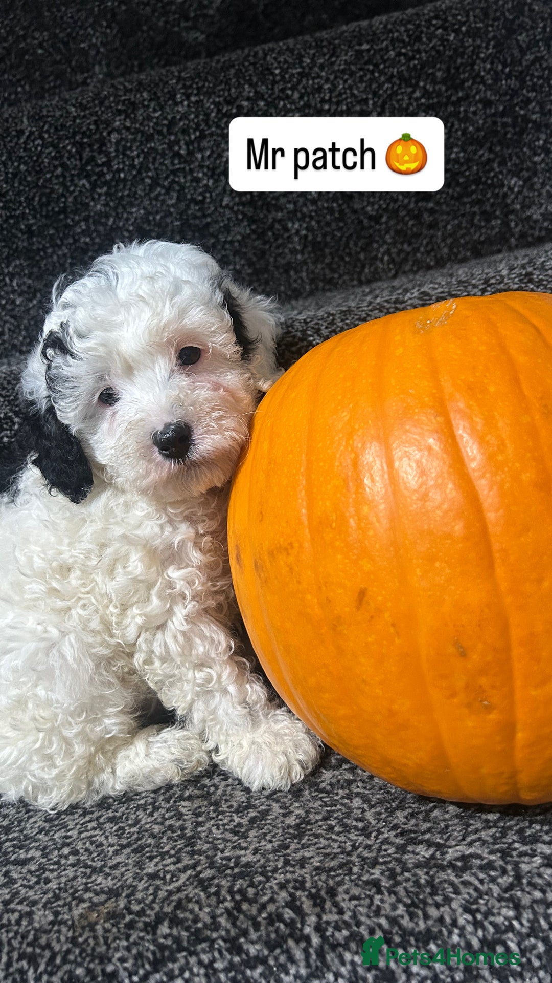 Cockapoo dogs for sale: Stunning toy cockapoo puppies  - Image 3