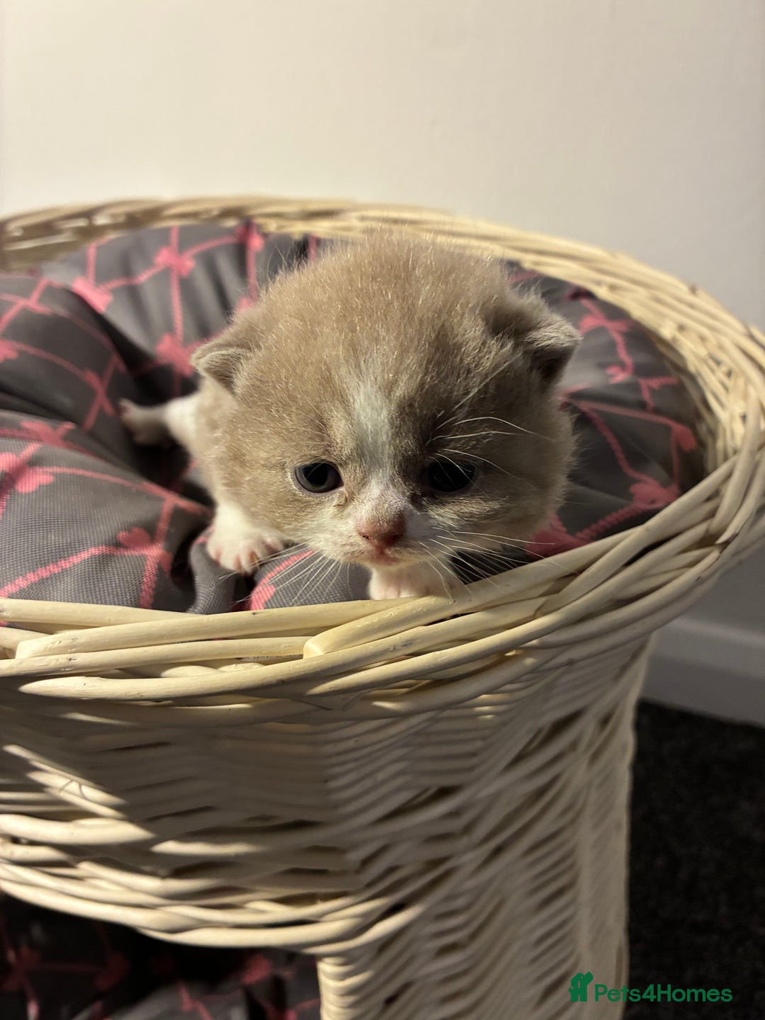 British Shorthair cats for sale: 5 BSH TICA REGISTERED KITTENS - Advert 11