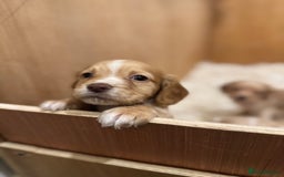 Cocker Spaniel dogs for sale: Kc Working Cocker Spaniel Puppies  - Image 6