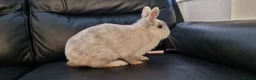 Mixed Breed rabbits for sale: 🐰 Friendly Rabbit – Netherland Dwarf × Dwarf Lop  in Manchester - Advert 4