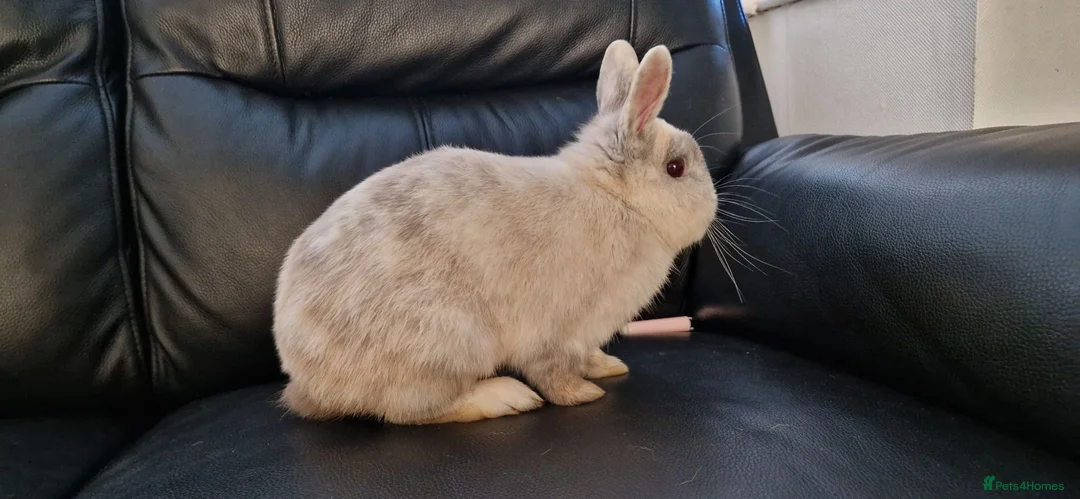 Mixed Breed rabbits for sale: 🐰 Friendly Rabbit – Netherland Dwarf × Dwarf Lop  in Manchester - Advert 4