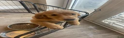 Mixed Breed dogs for sale: Golden Doodle puppies for sale  - Advert 23
