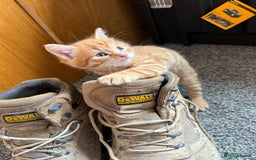 Domestic Shorthair cats for sale: BEAUTIFUL, FRIENDLY KITTENS FOR SALE!!🐈❤️ - Image 17