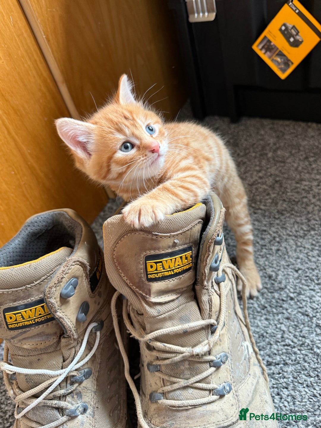 Domestic Shorthair cats for sale: BEAUTIFUL, FRIENDLY KITTENS FOR SALE!!🐈❤️ - Image 17