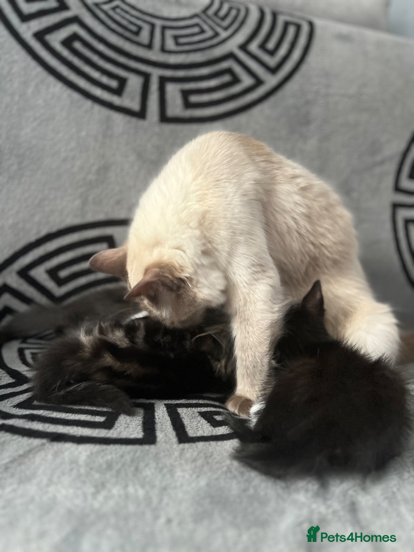 Ragdoll cats Beautiful fluffy kittens - Advert 6